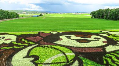 Tanbo Art (Rice field art)