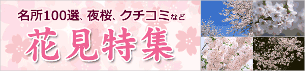 花見特集　小原の四季桜