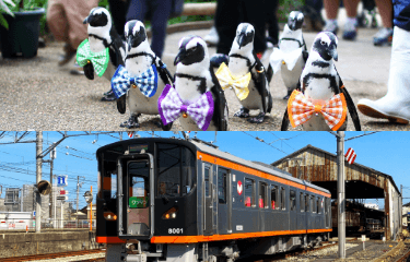 Ichibata Electric Railway Vogel Park & Train 1-Day Pass