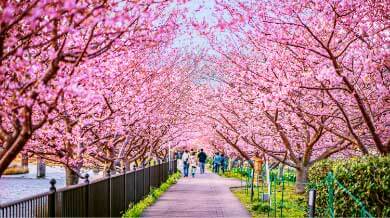 Kawazu Cherry Blossoms Festival