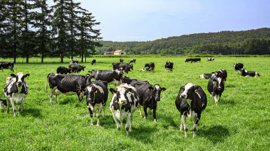 Ranch / milk farm